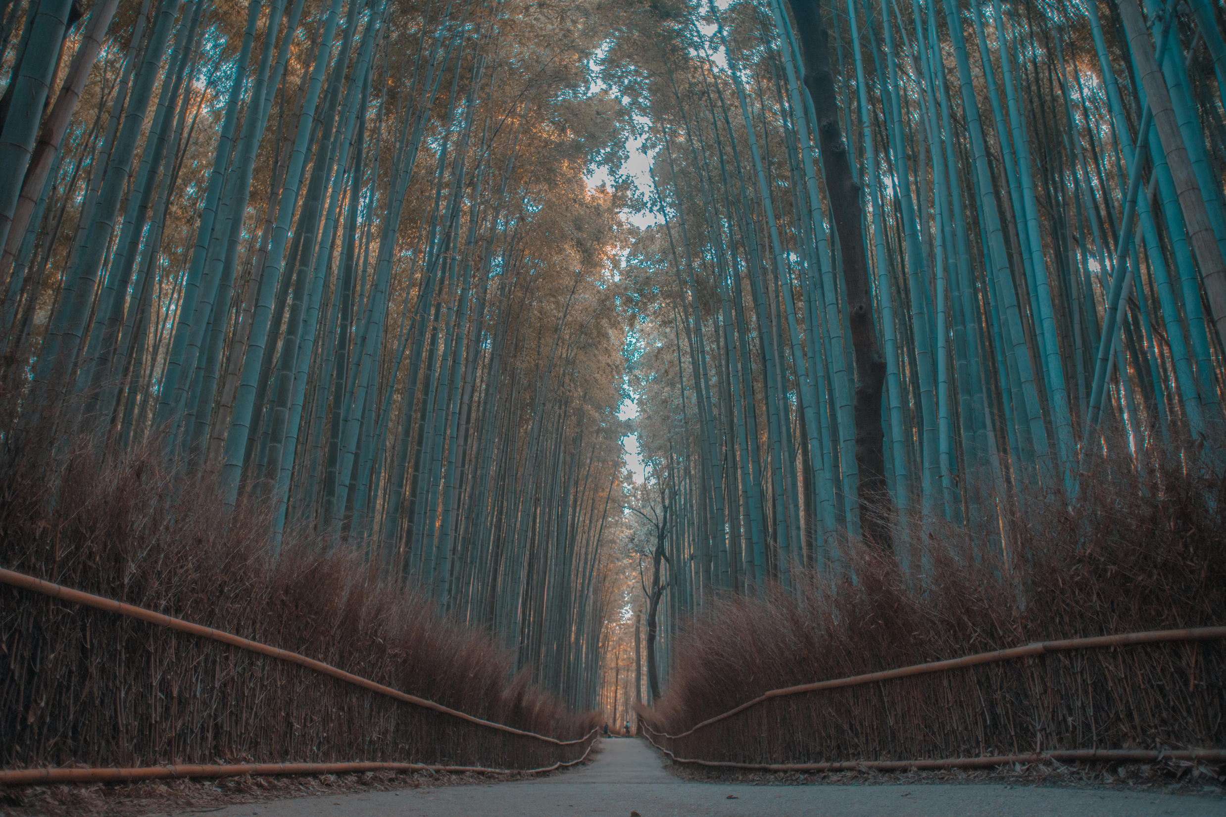 Tokyo On A Budget? NO PROBLEM!